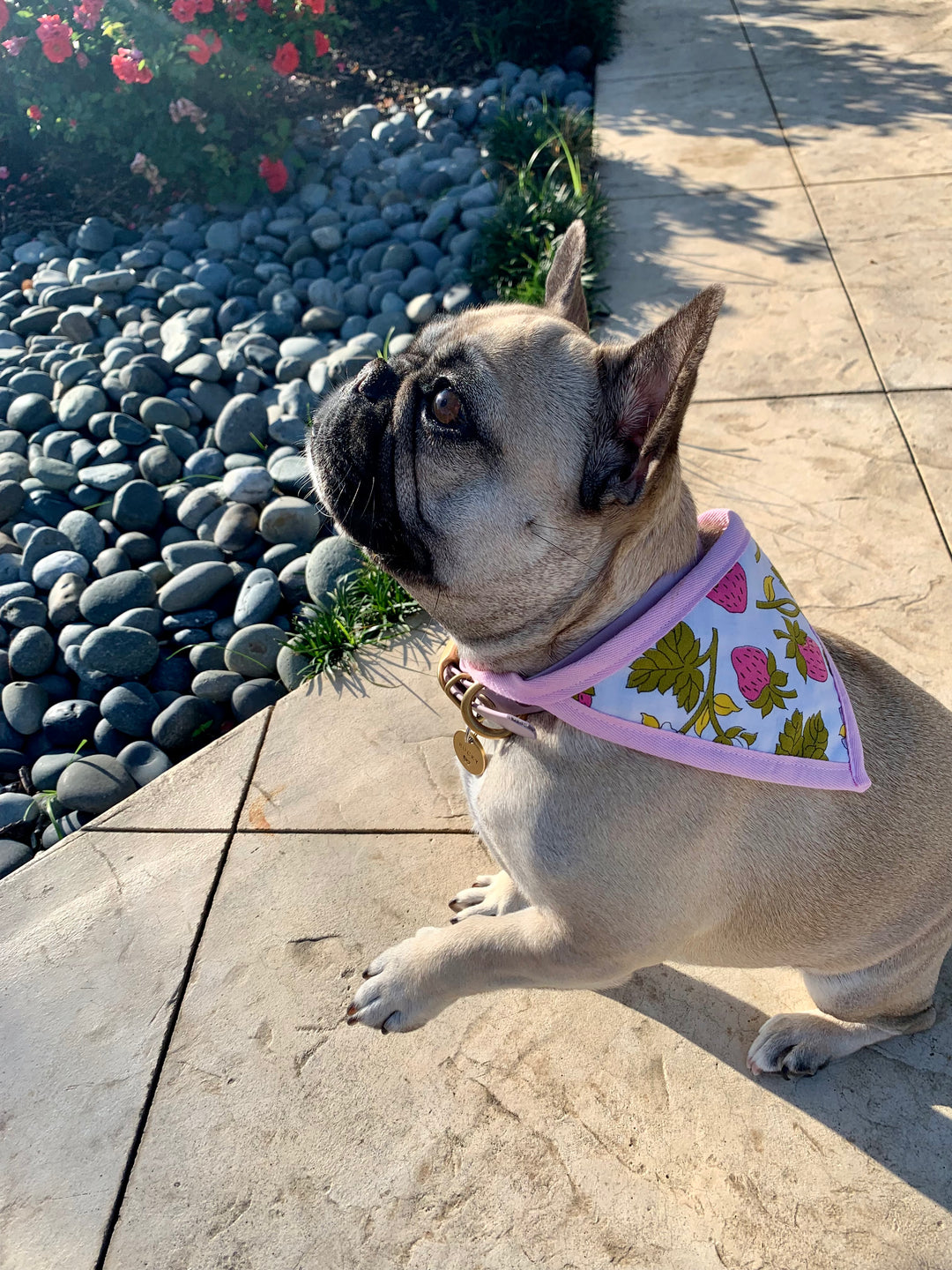 pet bandanas