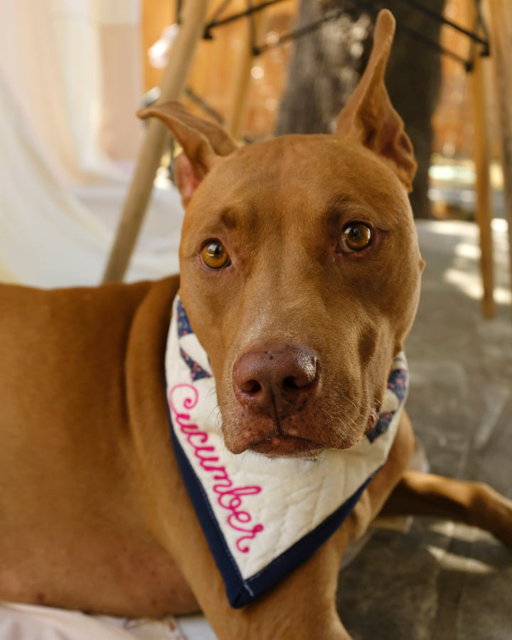 Upcycle Your Scraps - Pet Bandana (Mailed in Materials)