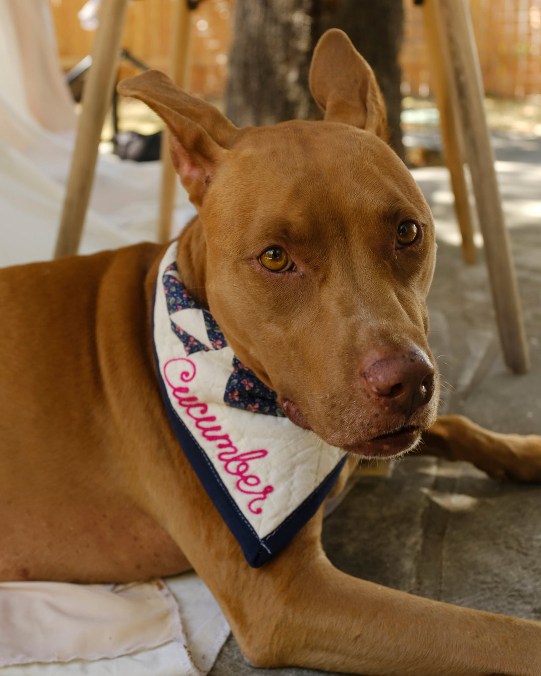 Upcycle Your Scraps - Pet Bandana (Mailed in Materials)